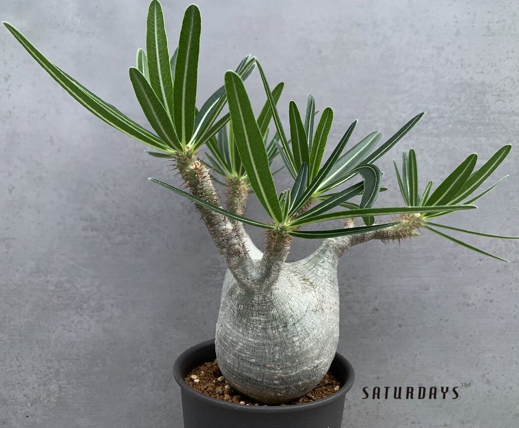 Pachypodium gracilius — SATURDAYS Succulents